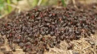 <strong>红木</strong>蚁在巢上活动.. 春天里有<strong>红木</strong>蚁的花盘